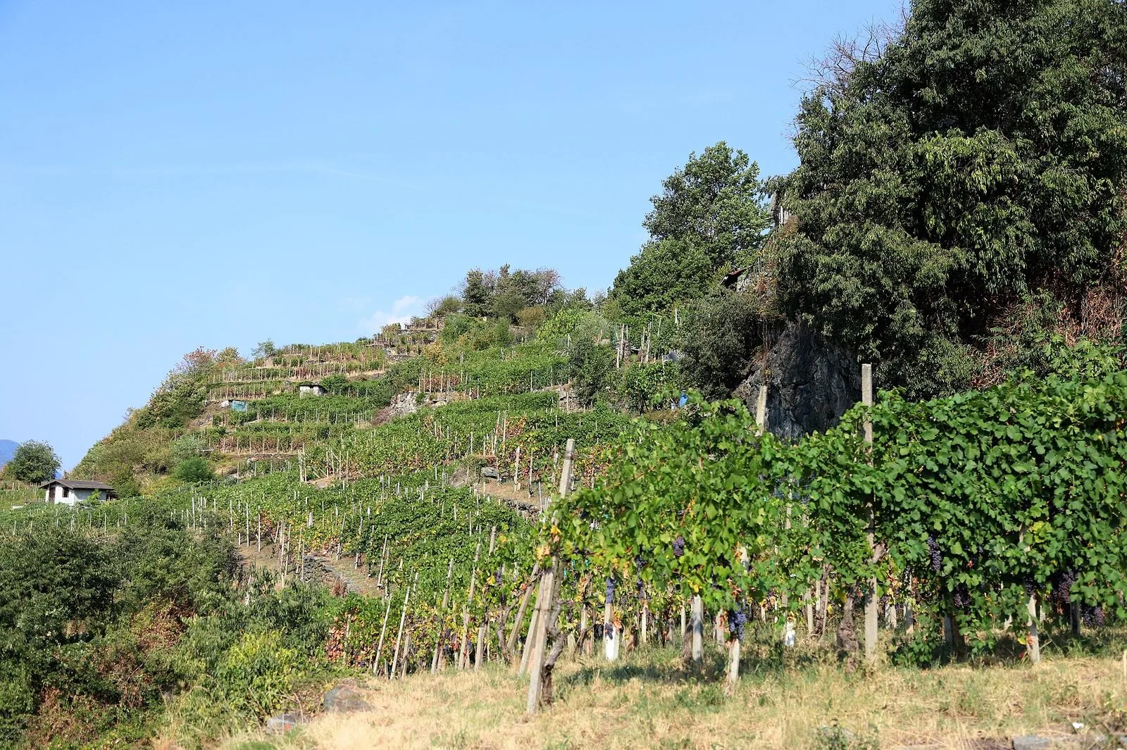 Vigneti terrazzati di Nebbiolo sostenuti da muretti a secco nella zona della Sassella, in Valtellina